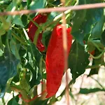Anatoli Labreon بيت ضيافة 4*