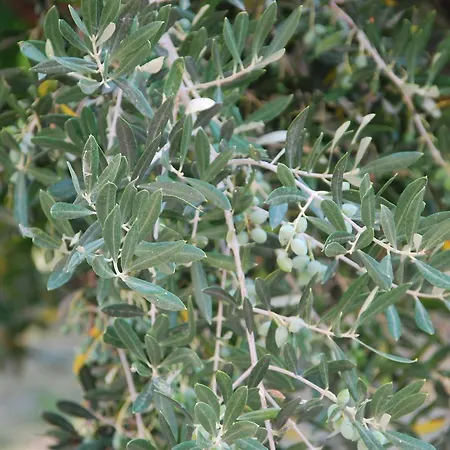 Anatoli Labreon Agia Marina