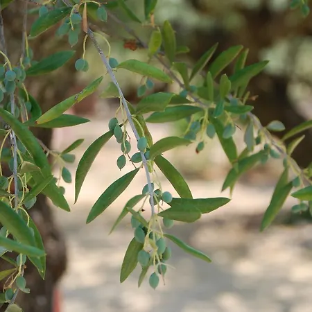Anatoli Labreon 게스트하우스 Agia Marina (Zakynthos)