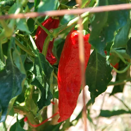 Anatoli Labreon 게스트하우스 4*