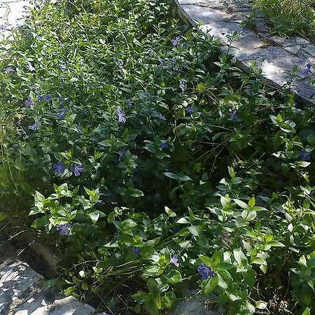 Anatoli Labreon 게스트하우스