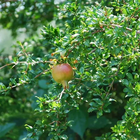 Anatoli Labreon 4* Agia Marina (Zakynthos)
